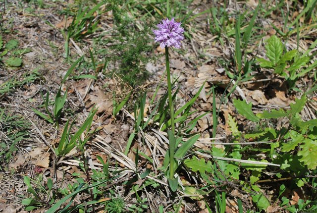 Orchidea: Neotinea tridentata